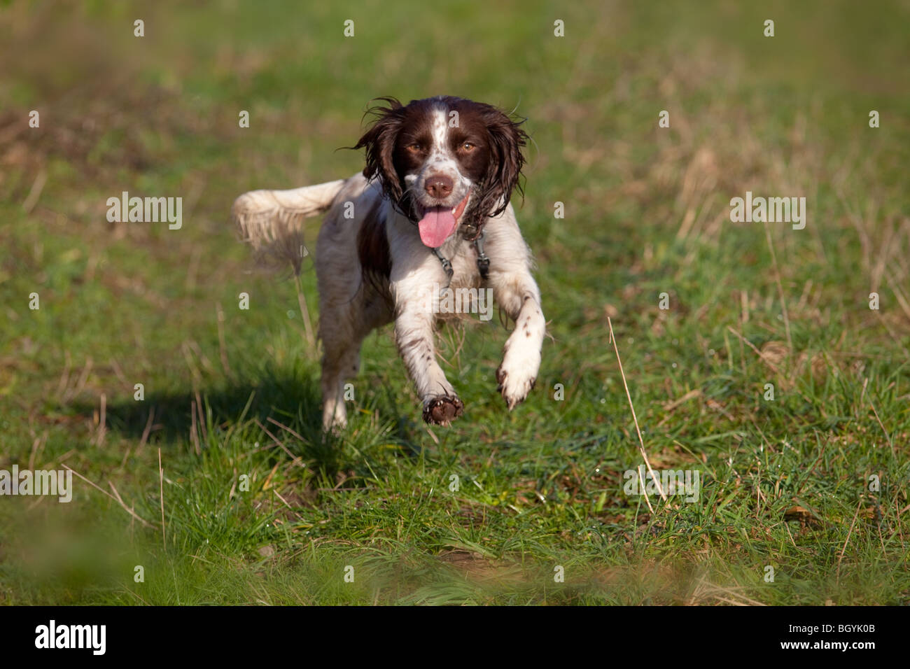 An action shot of an English Springer Spaniel running Stock Photo