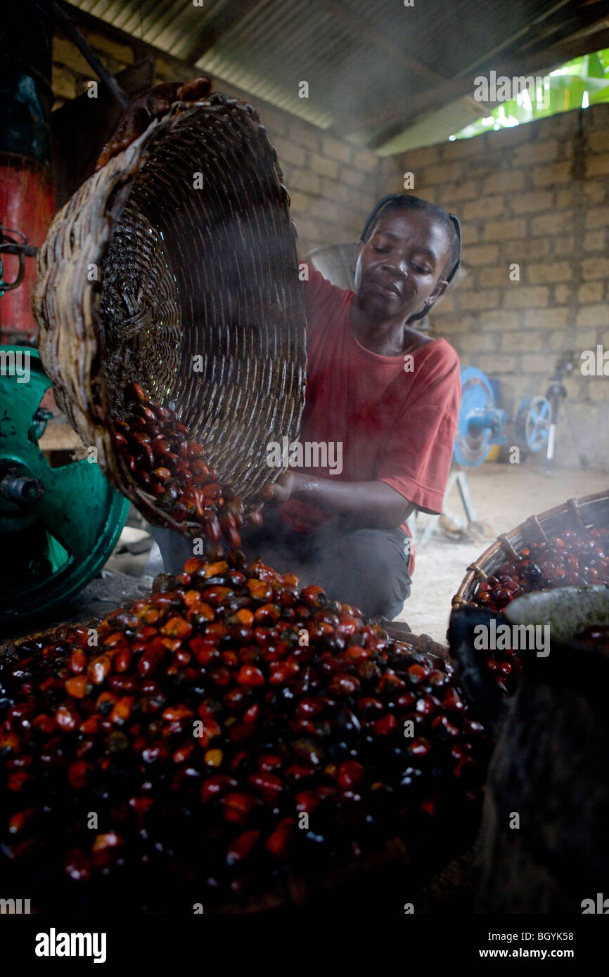 Palm nut farmers pouring palm nuts in to processing machine Stock Photo