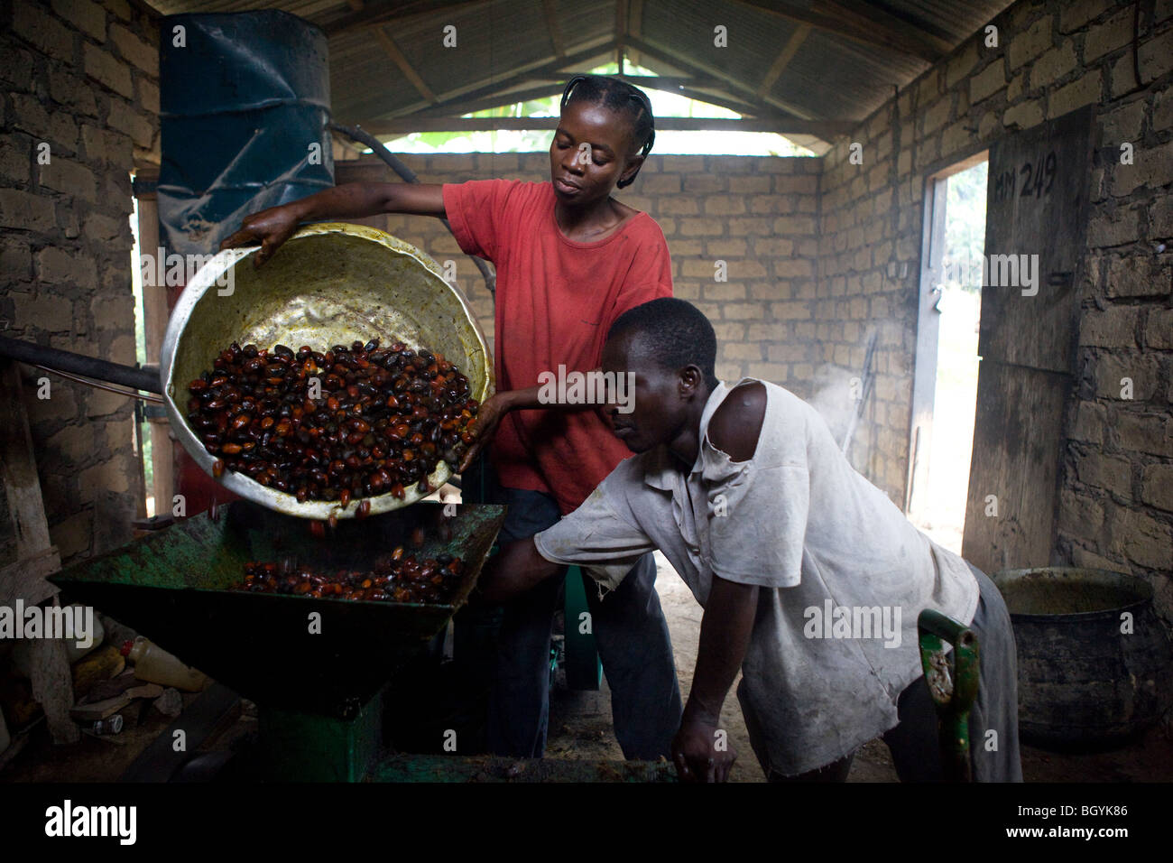 Palm nut farmers pouring palm nuts in to processing machine Stock Photo