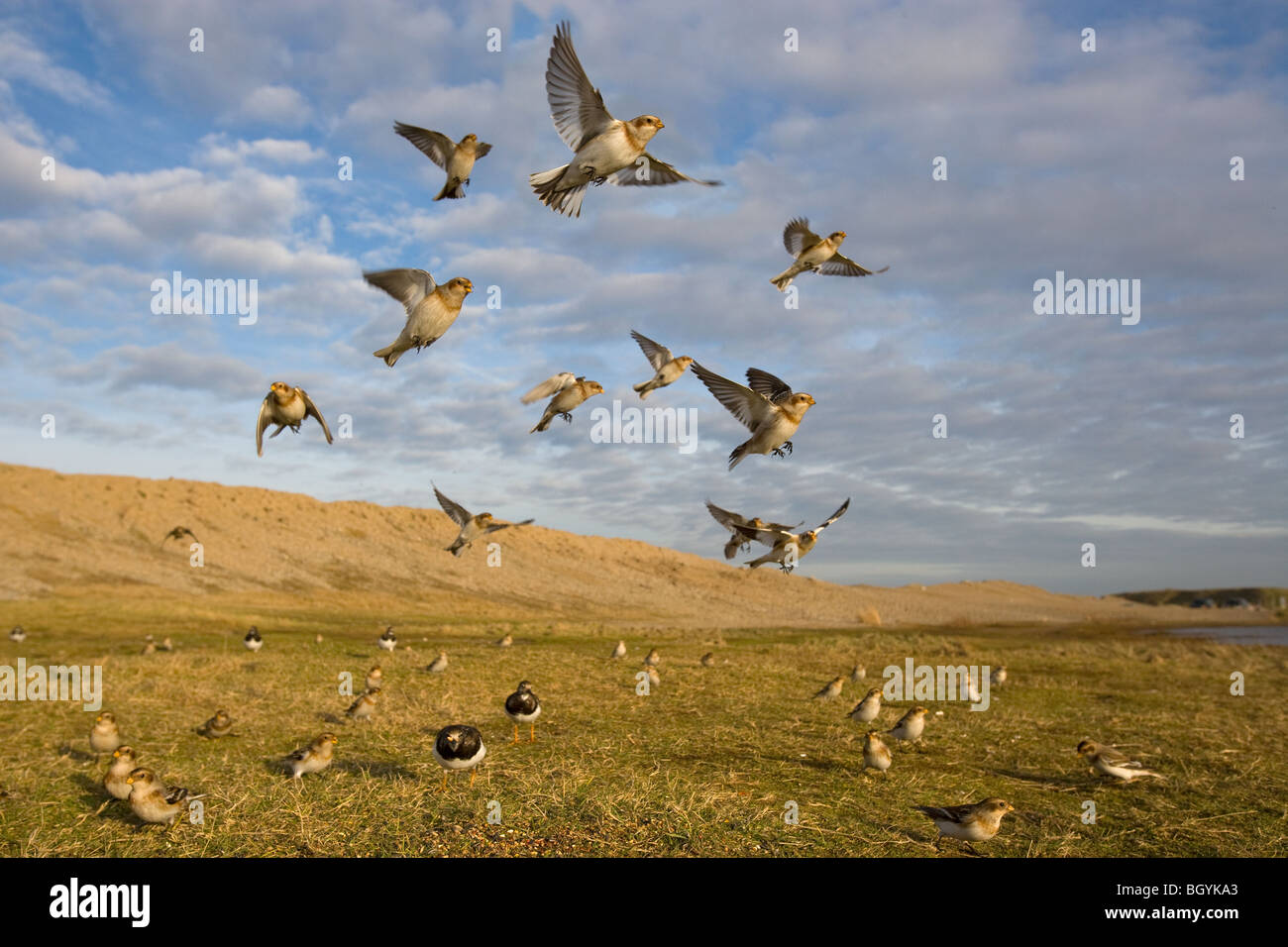 Snow Buntings Plectrophenax nivalis flock in flight over the foreshore of Salthouse Beach Norfolk Stock Photo