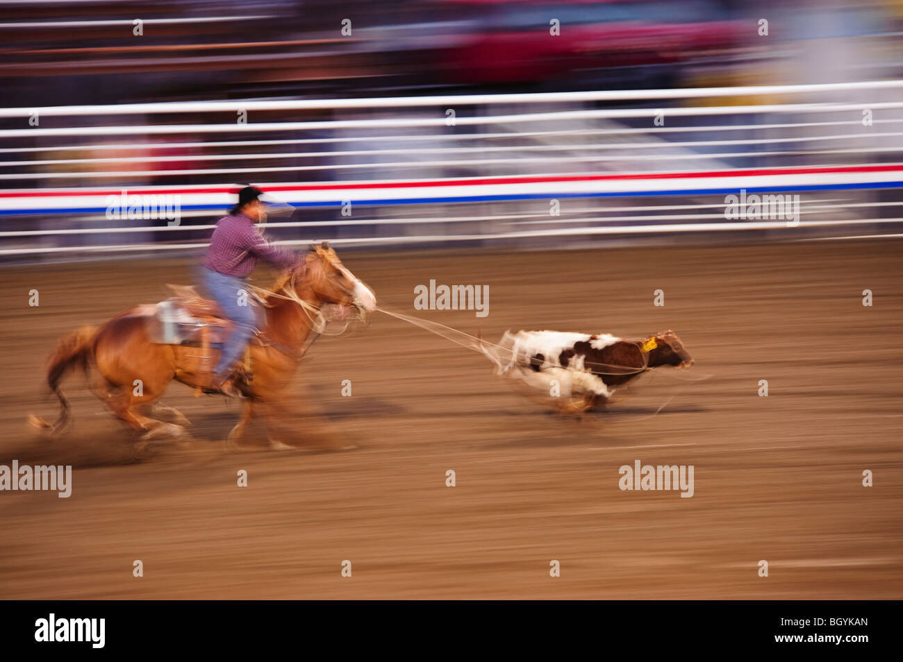 Calf roping Stock Photo