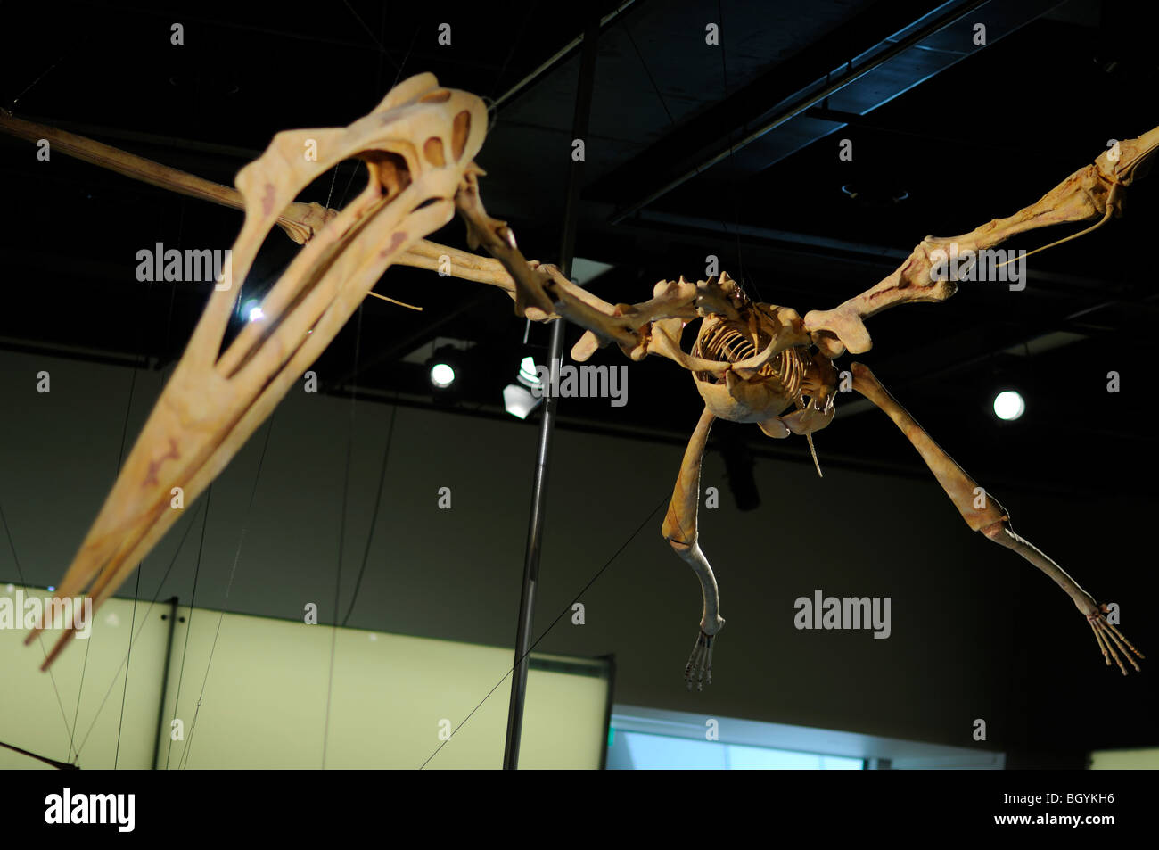 Quetzalcoatlus Skull