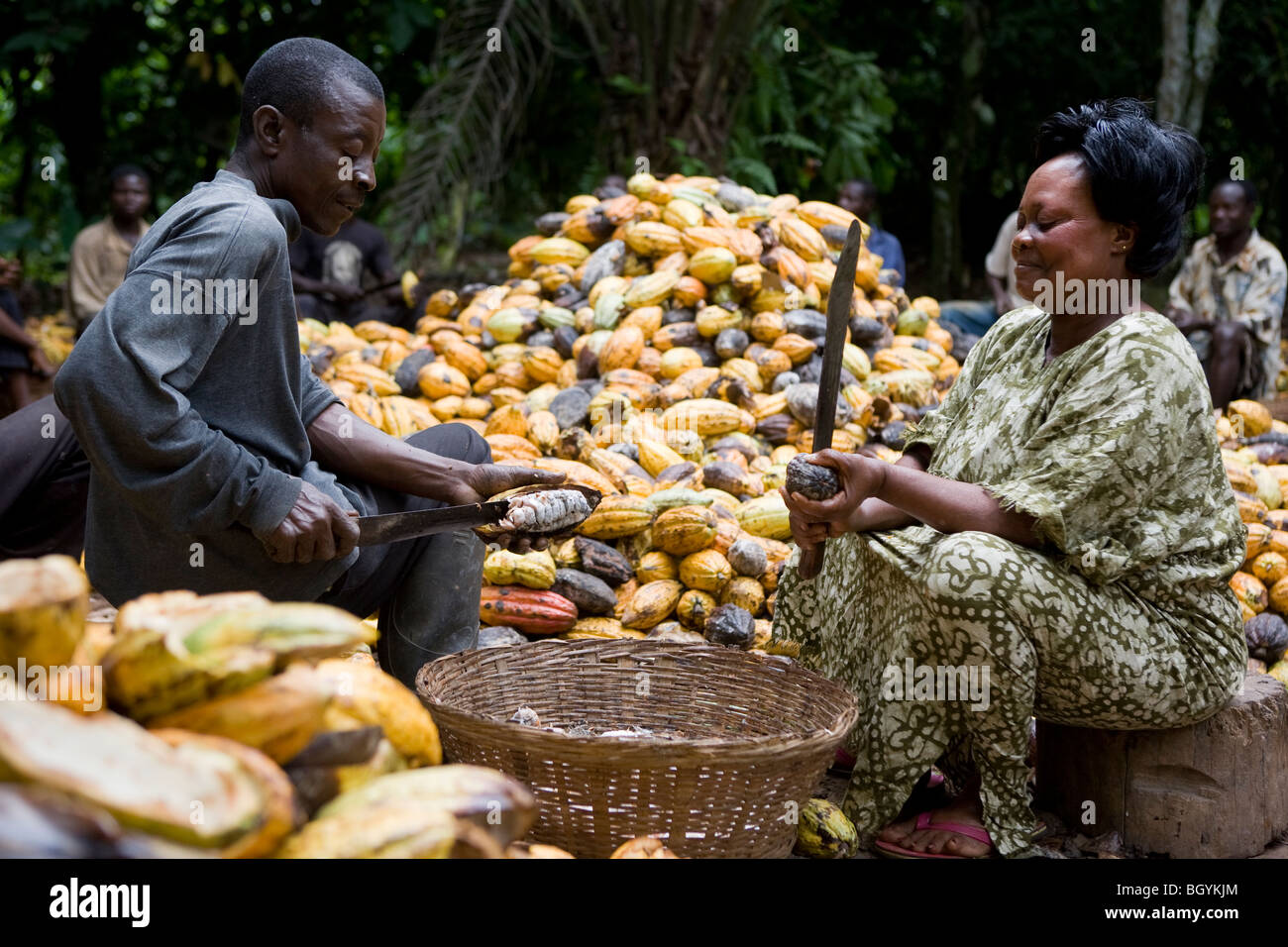 Ghana cocoa hi-res stock photography and images - Alamy