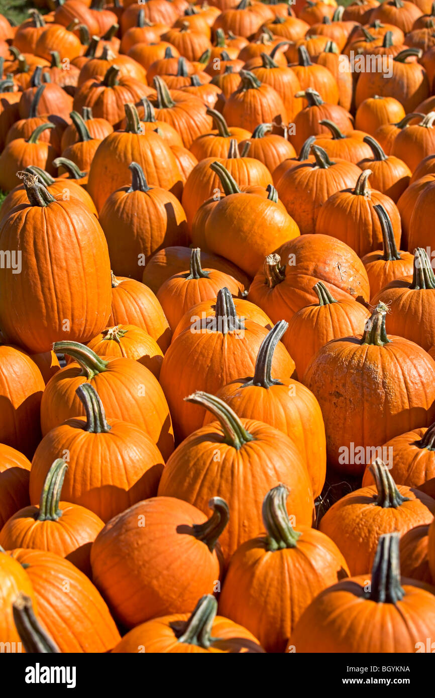 Cornucopia gourds pumpkin hi res stock photography and images Alamy Cornucopia gourds pumpkin hi res stock photography and images Alamy