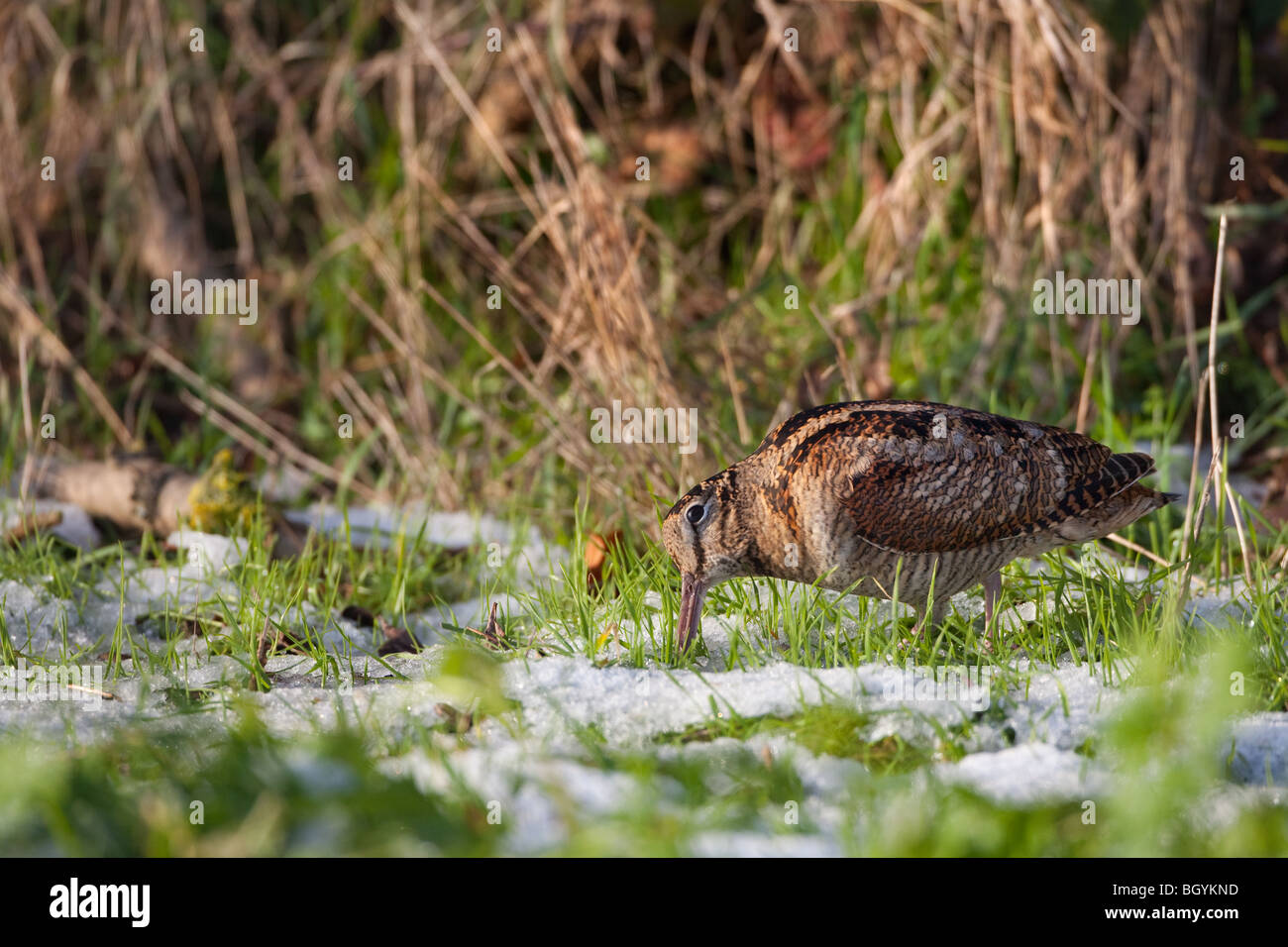 Woodcock Scolopax rusticola feeding in snow on Norfolk coastal farmland Stock Photo