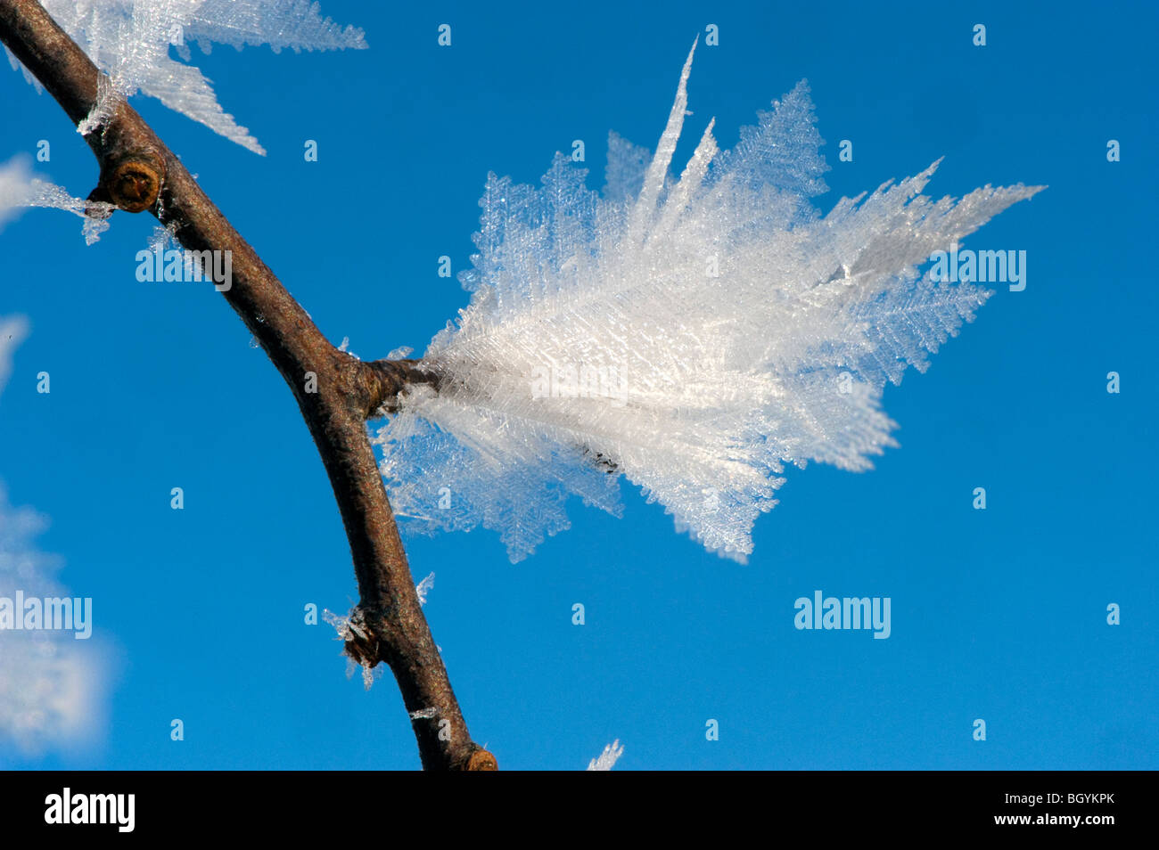 Close up of ice crystals forming on tree branches in winter Stock Photo