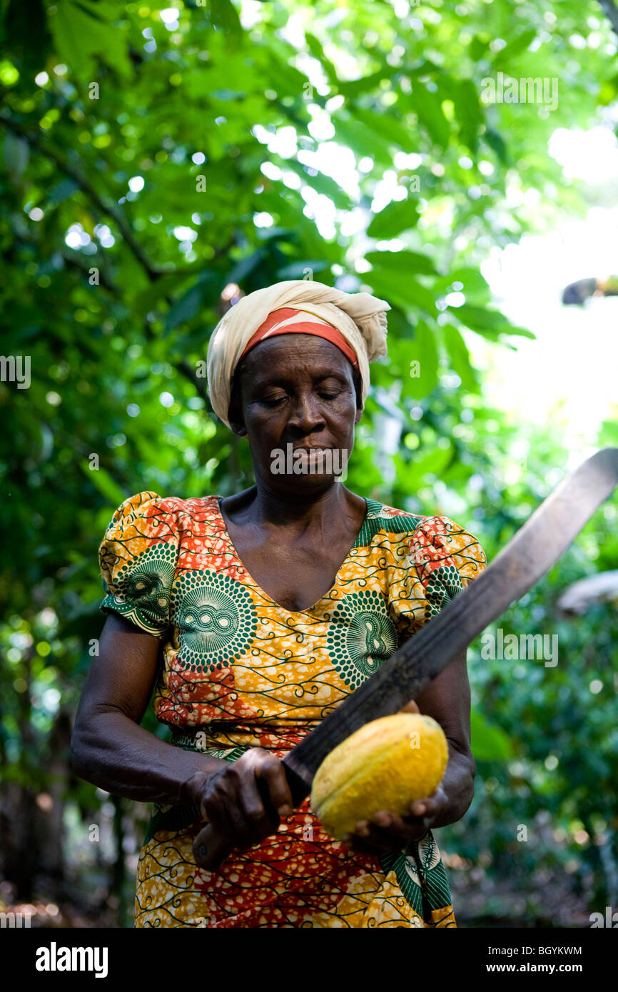 Akosua Boadu harvesting, on her farm in village of Amankwaatia Stock Photo