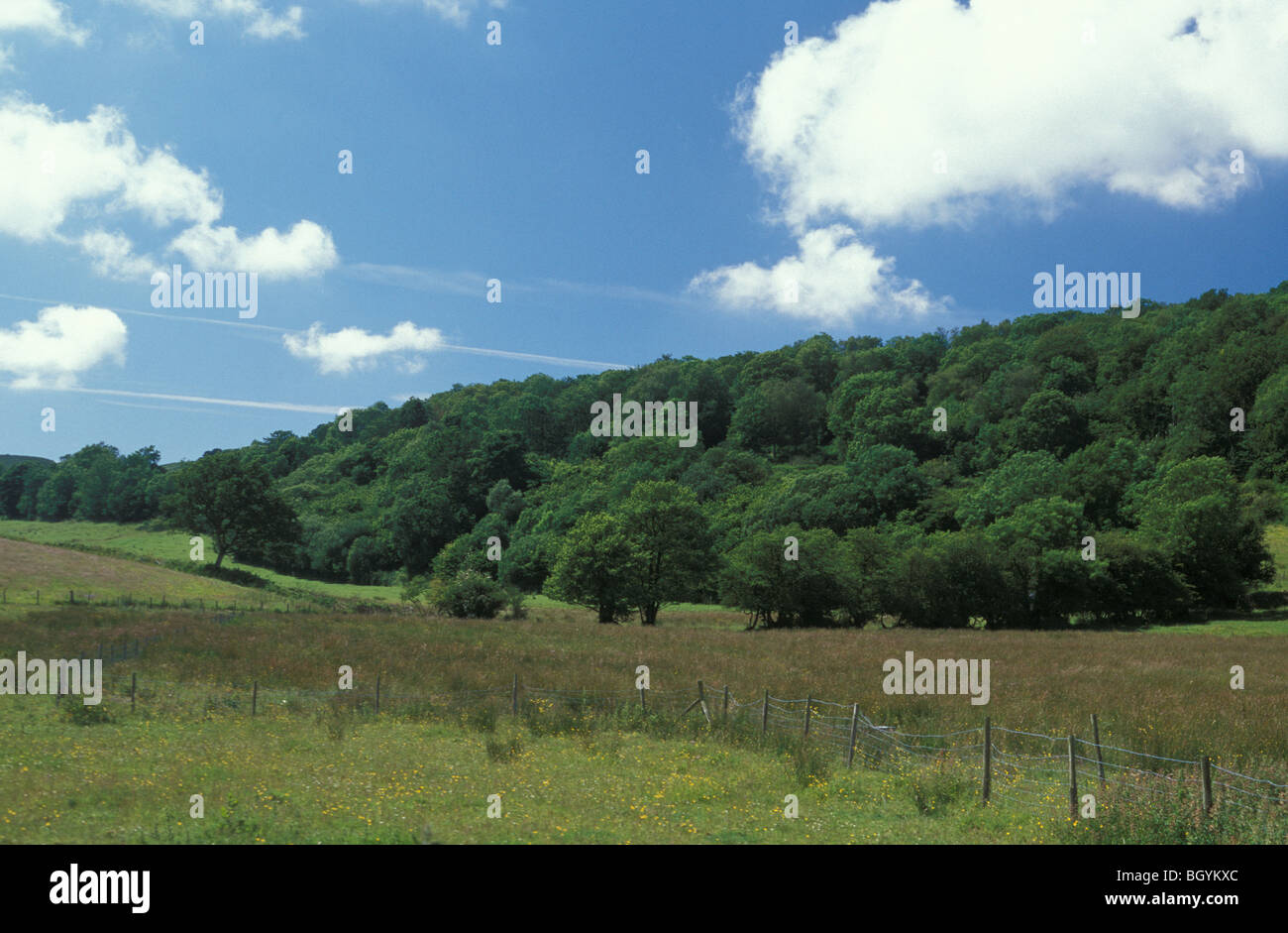 Park Wood National Nature Reserve in Cumbria England Stock Photo