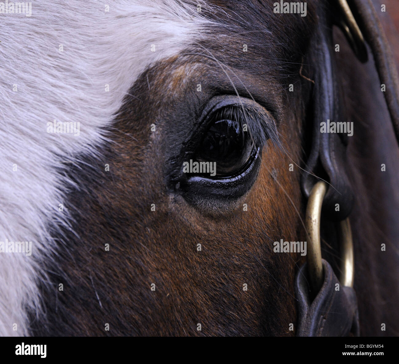 Blink eye hires stock photography and images Alamy