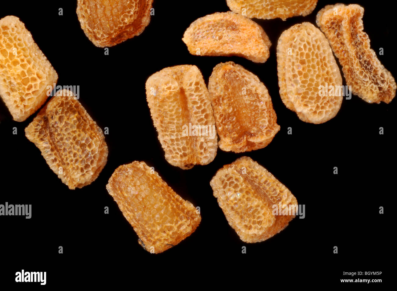 Digitalis Purpurea Seeds