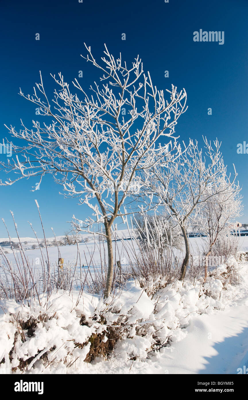 Close Up Of Ice Crystals Forming On Tree Branches In Winter Stock Photo Alamy