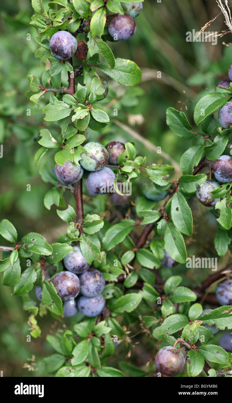 Blackthorn or Sloe (Prunus spinosa) berries Stock Photo - Alamy