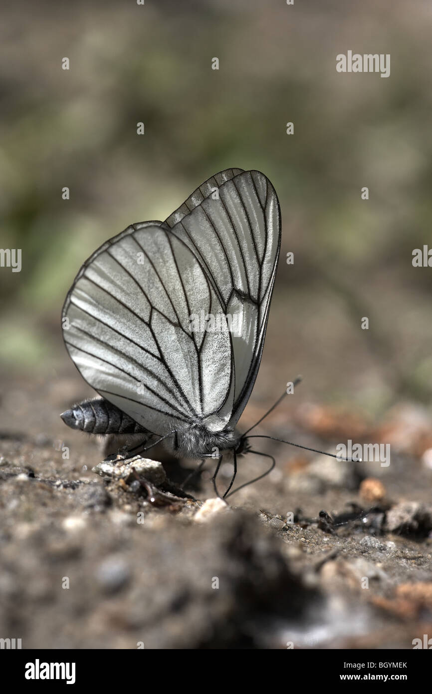 Black-veined White, Aporia crataegi, butterfly, Bulgaria, Eastern Europe Stock Photo