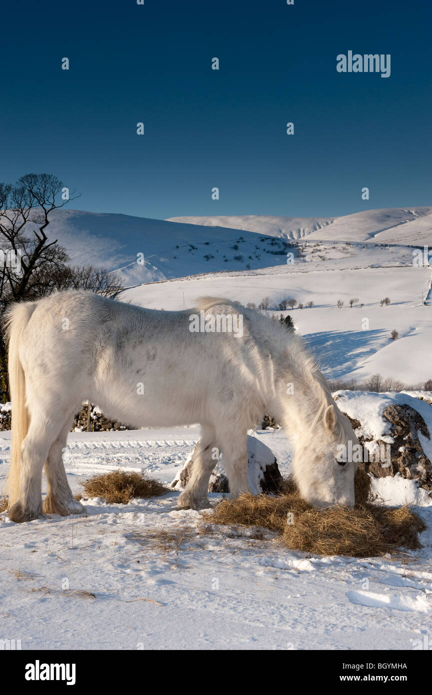White Fell Ponies grazing on hay in snow Stock Photo