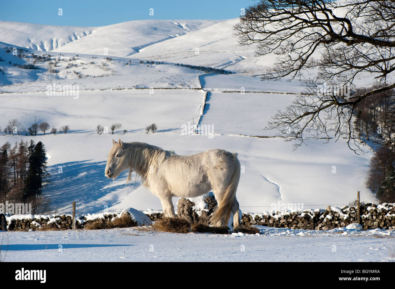 White Fell Ponies grazing on hay in snow Stock Photo
