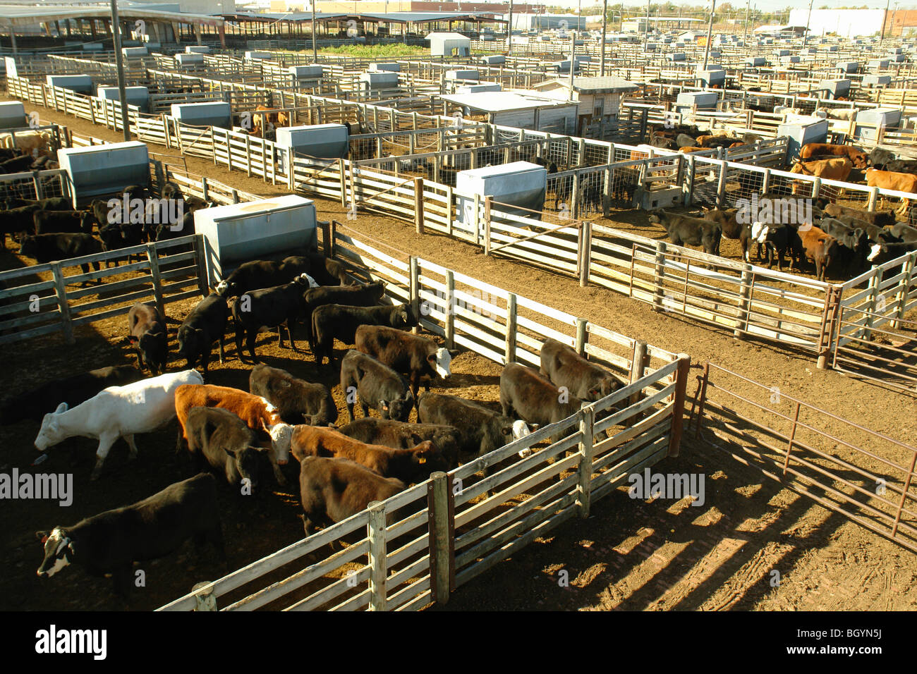 Oklahoma City, OK, Oklahoma, Oklahoma National Stockyard, cattle, cows