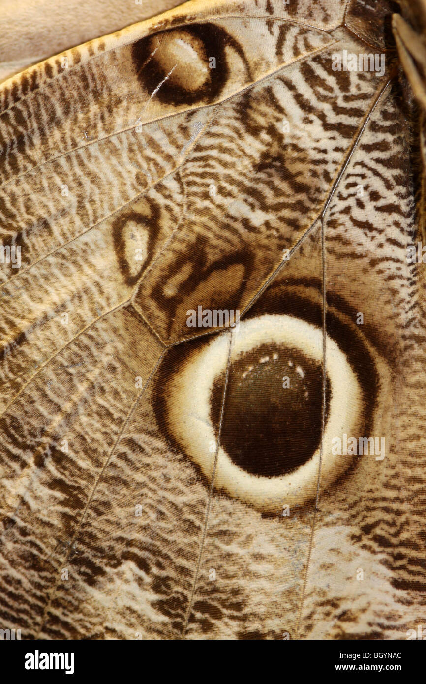 Owl Butterfly Wing Caligo memnon Stock Photo