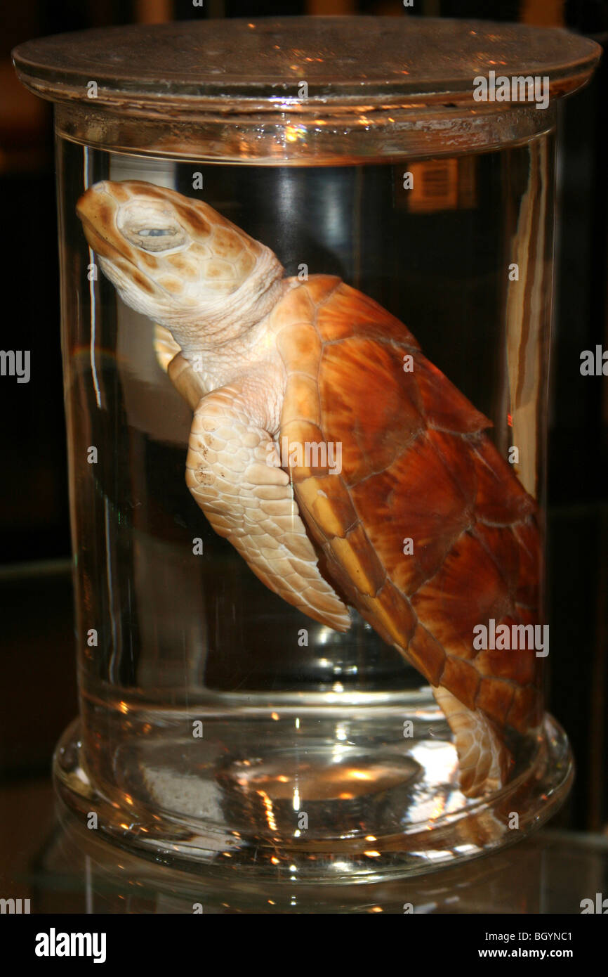 Dead Turtle In A Specimen Jar Stock Photo