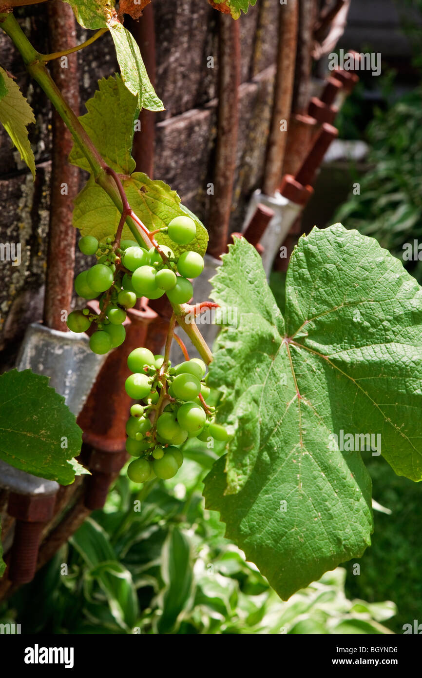 Grape vine at Amana Colonies, Iowa, USA where wine is produced locally