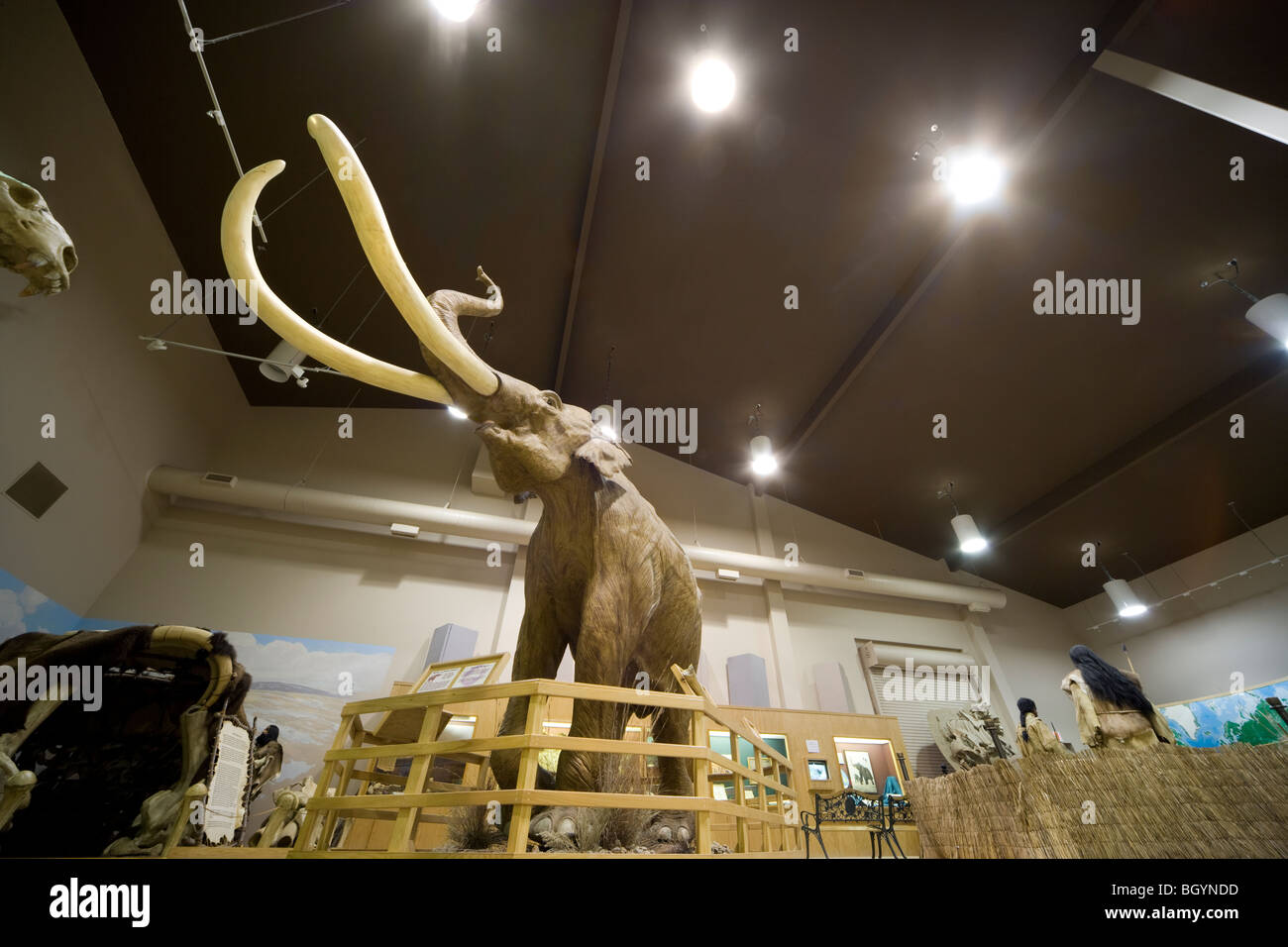 The Mammoth Site Museum Muller Ice Age Exhibit Hall with Columbian Mammoth on display in Hot Springs, South Dakota, USA Stock Photo