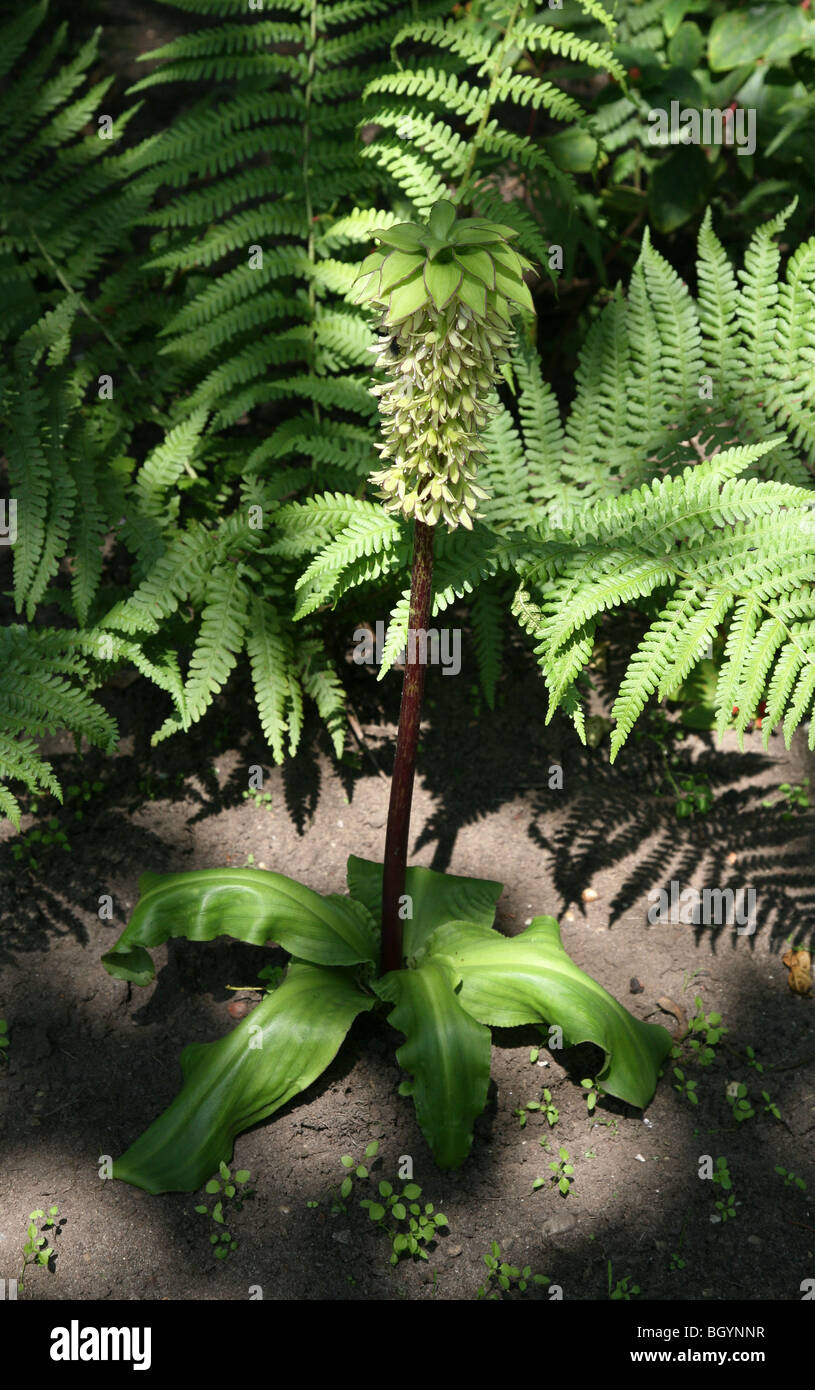 Pineapple Lily (Eucomis comosa) Stock Photo