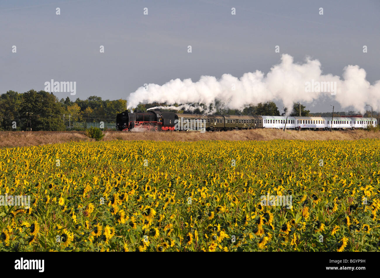 Steam loco under steam viewed across a field of sun flowers in Poland,with directional sunshine highlighting the carriages. Stock Photo