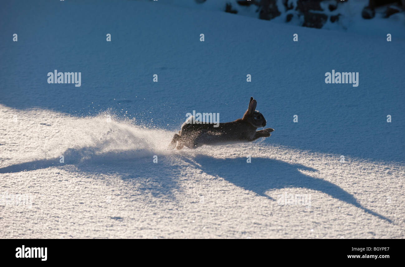 Leaping rabbit hires stock photography and images Alamy