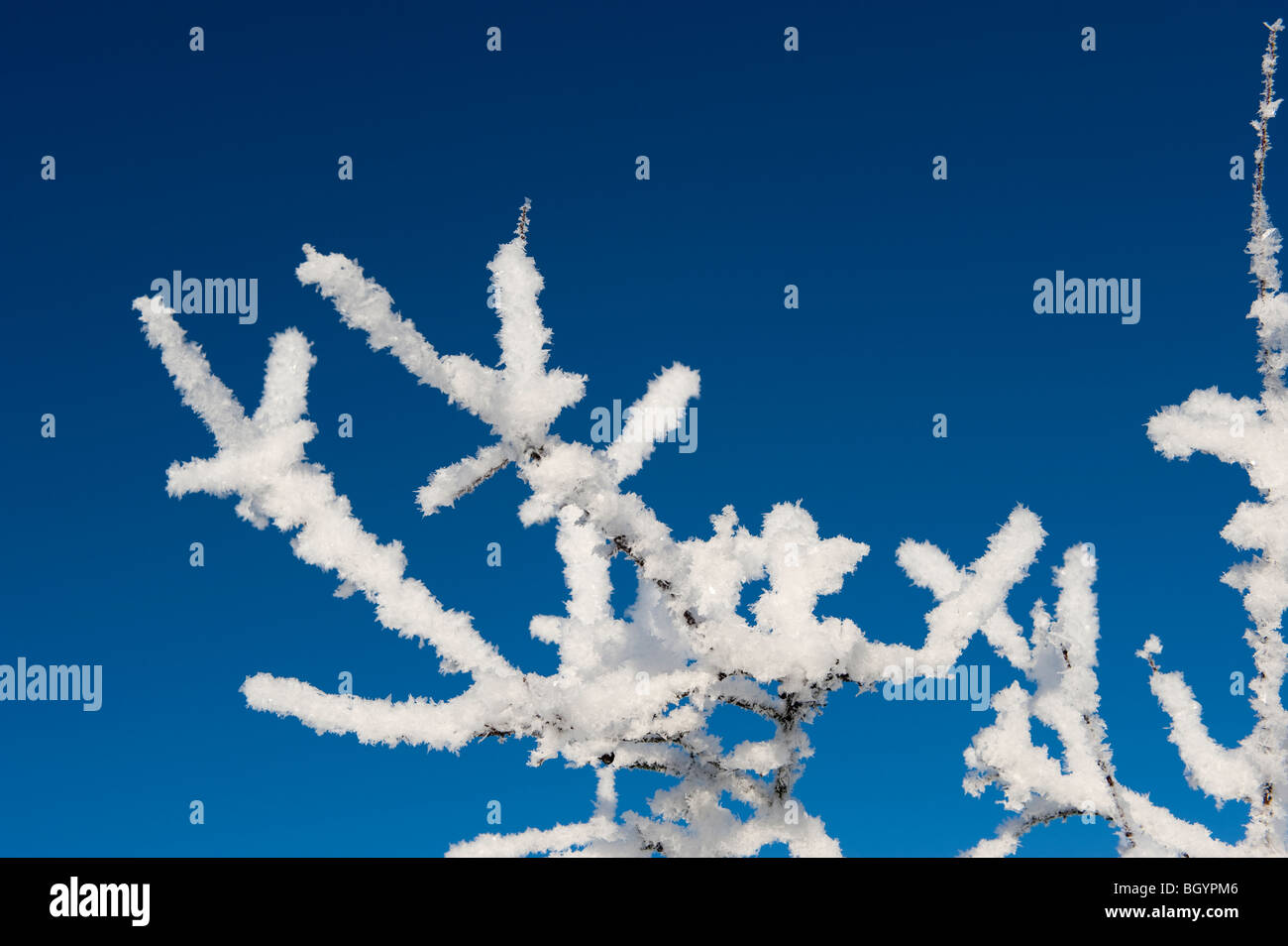 Small Crystal Tree Hi res Stock Photography And Images Alamy small-crystal-tree-hi-res-stock-photography-and-images-alamy