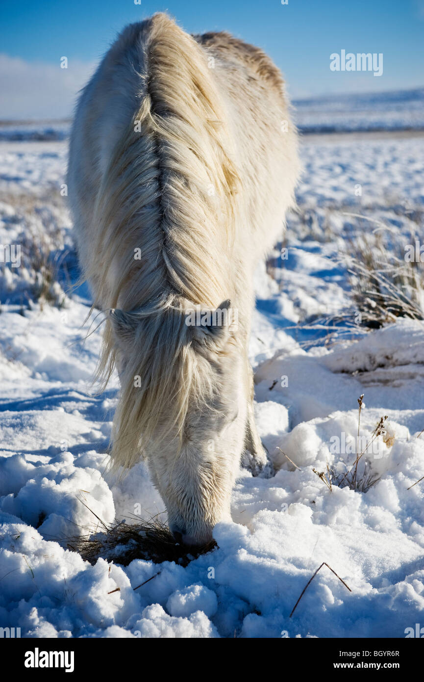 Welsh mountain pony feeds on grass buried beneath snow, Brecon Beacons national park, Wales Stock Photo