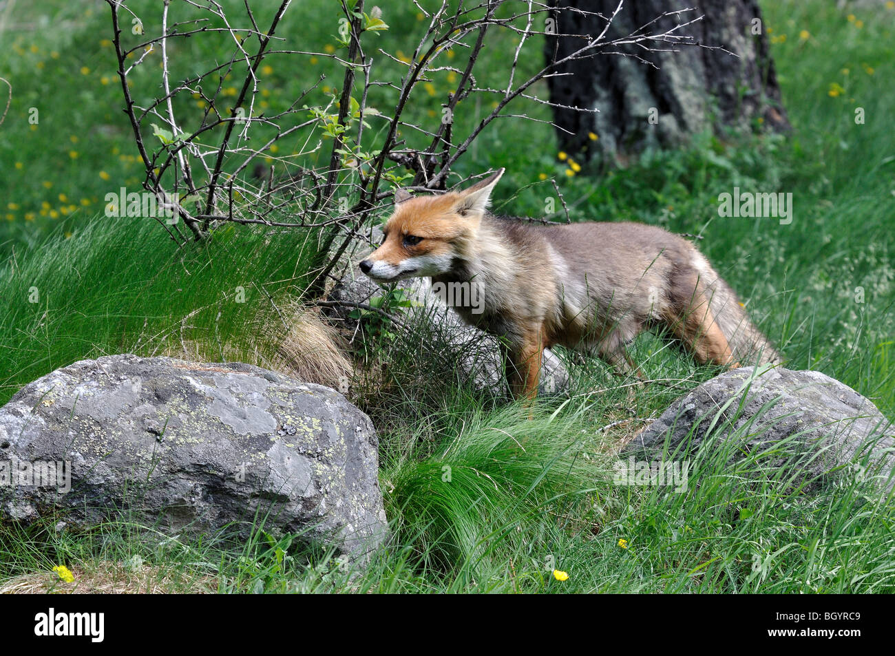 fox volpe Vulpes vulpes primo piano carnivori mammiferi Cogne Parco Nazionale Gran Paradiso Valnontey Valle d Aosta Italia Stock Photo