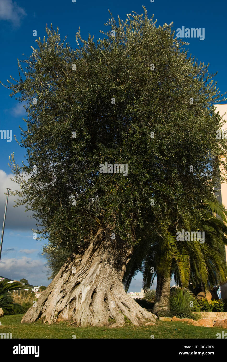 Olive tree Stock Photo