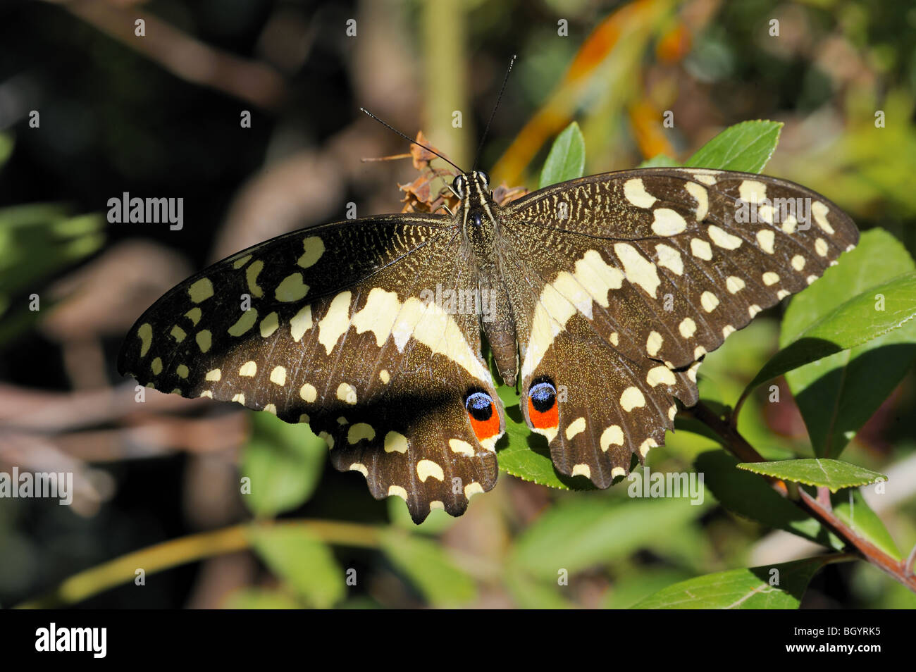 Sưu tập Bộ cánh vẩy 2 - Page 64 Bush-kite-or-ctirus-swallowtail-butterfly-BGYRK5