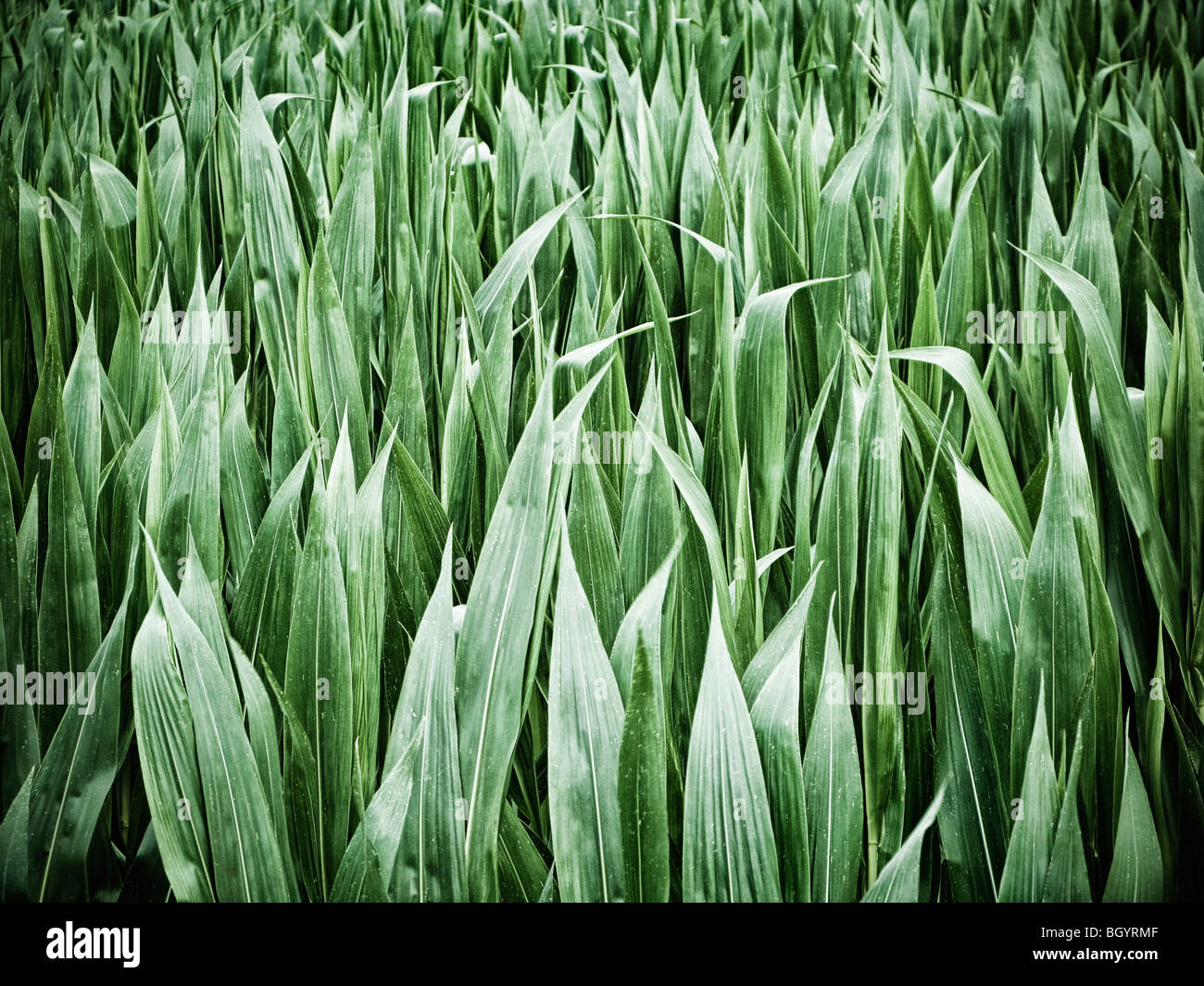 Maize crop leaves close up Stock Photo