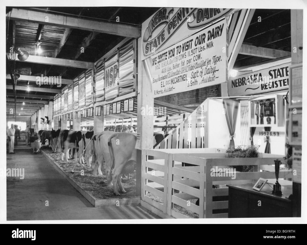 Lincoln Cattle Black And White Stock Photos Images Alamy