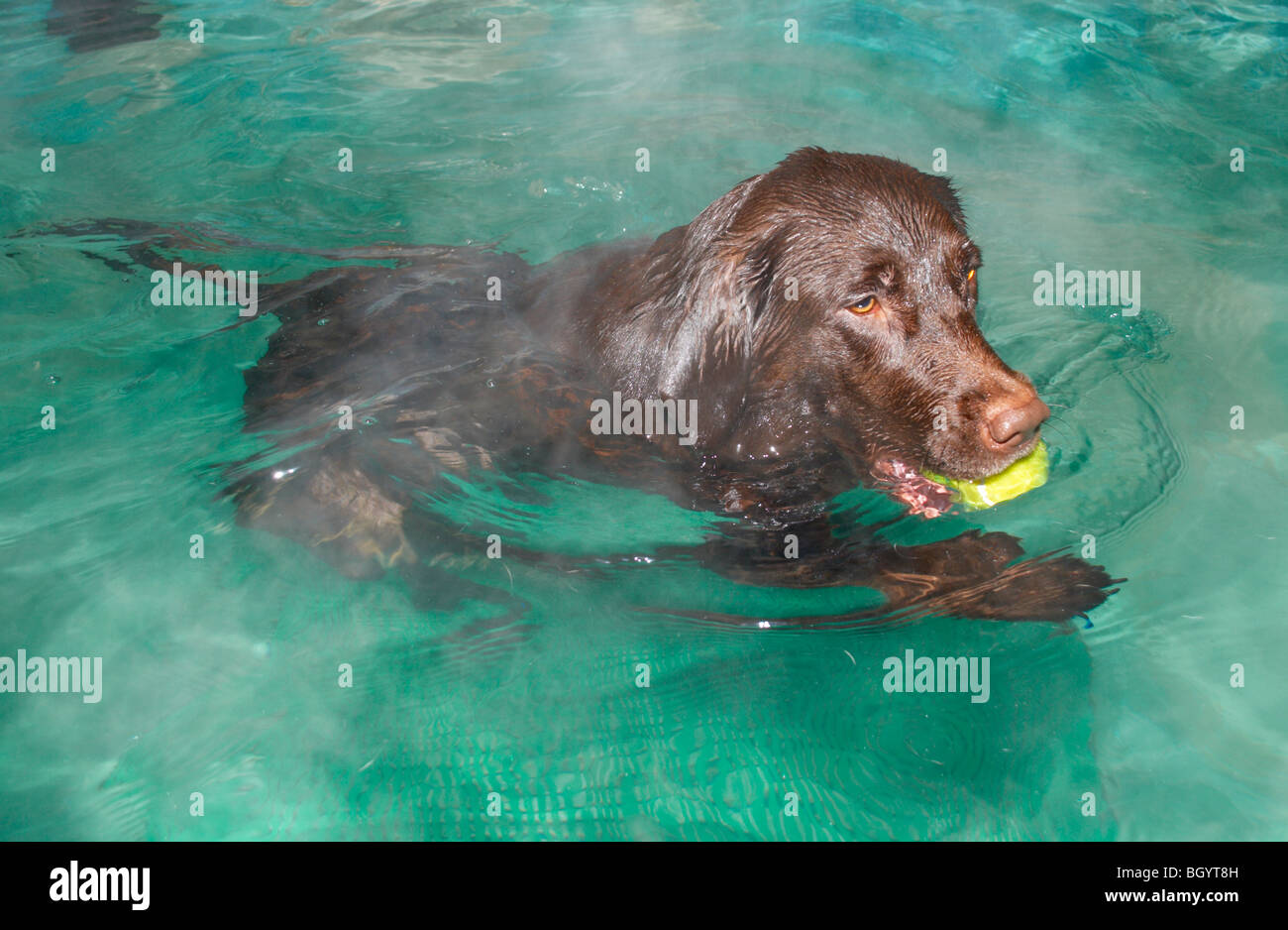 chocolate lab / retriever swimming in hydro therapy pool Stock Photo