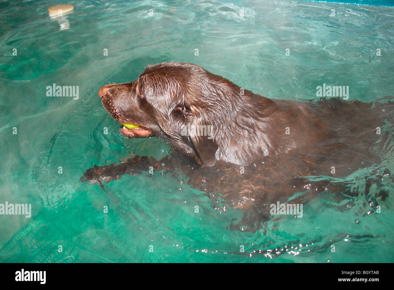 chocolate lab / retriever swimming in hydro therapy pool Stock Photo