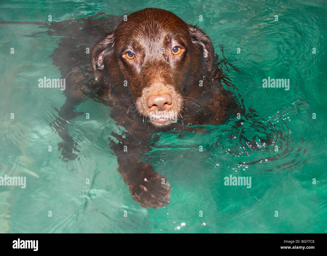 chocolate lab / retriever swimming in hydro therapy pool Stock Photo Alamy
