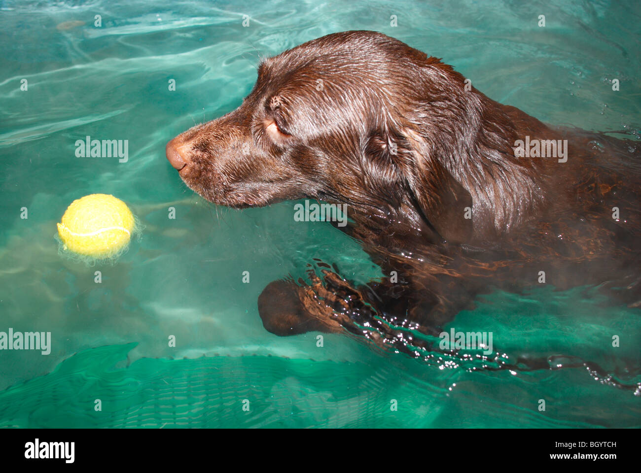 chocolate lab / retriever swimming in hydro therapy pool Stock Photo