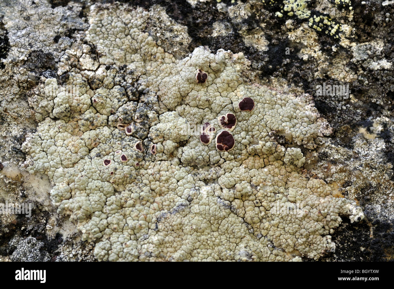 licheni lichen Lecanora sp. parco nazionale Gran Paradiso Valle d'Aosta Italy Stock Photo