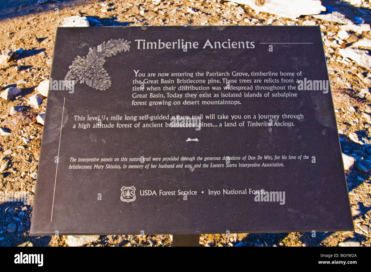 Interpretive sign at the Patriarch Grove, Ancient Bristlecone Pine Forest, Inyo National Forest, White Mountains, California Stock Photo