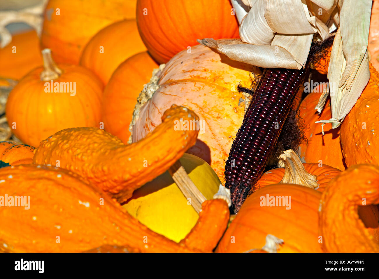 Pumpkins, squashes and a corn cob on display at a produce stall in Keremeos, Okanagan-Similkameen Region, Okanagan, British Colu Stock Photo
