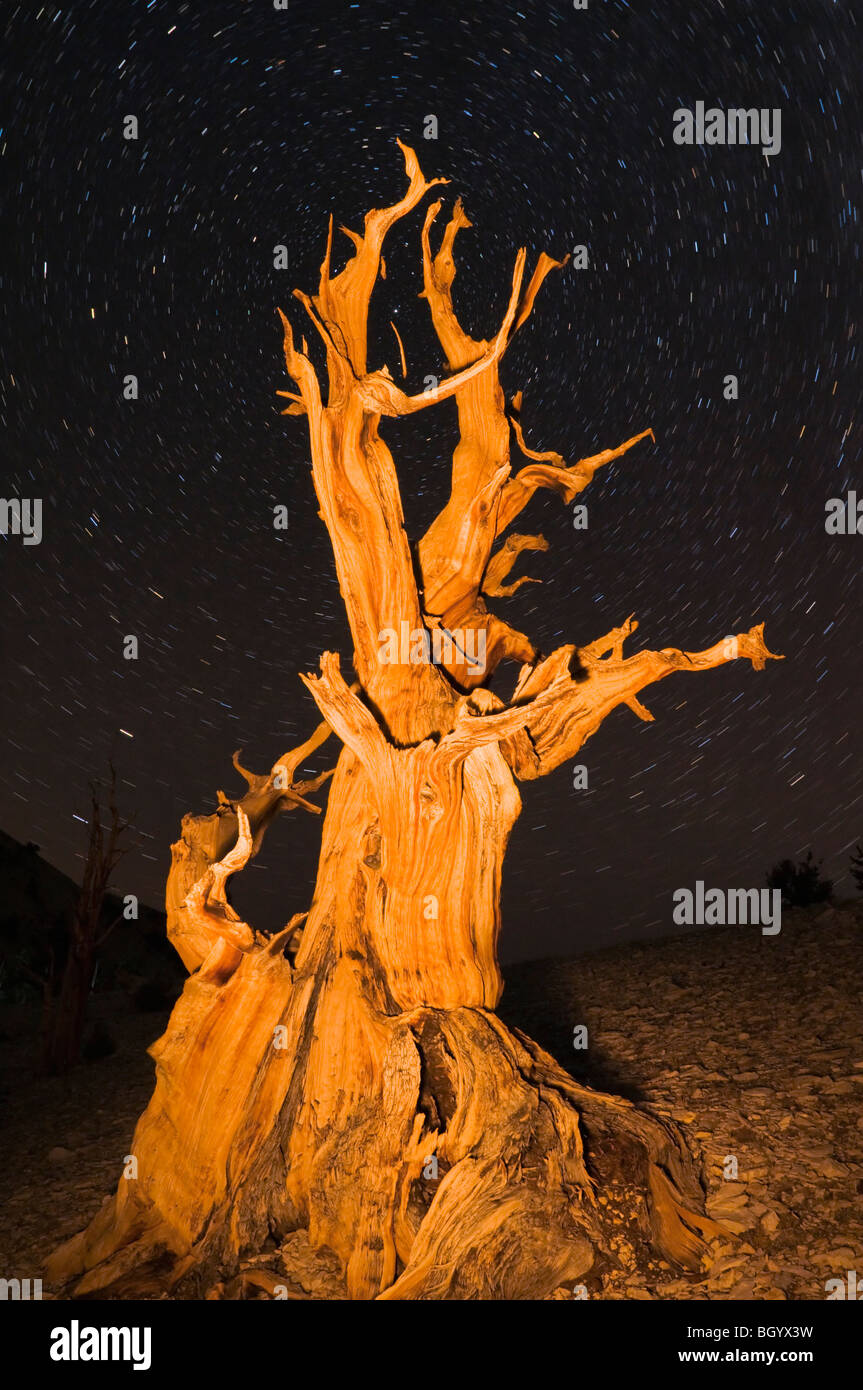 Ancient Bristlecone Pine (Pinus longaeva) in the Patriarch Grove, Ancient Bristlecone Pine Forest, White Mountains, California Stock Photo