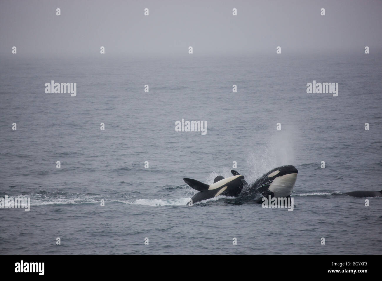 Orca whales, Kenai Fjords National Park, Alaska. Stock Photo