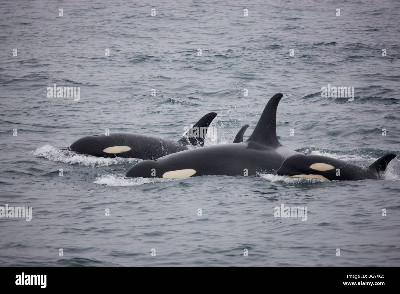 Orca whales, Kenai Fjords National Park, Alaska. Stock Photo
