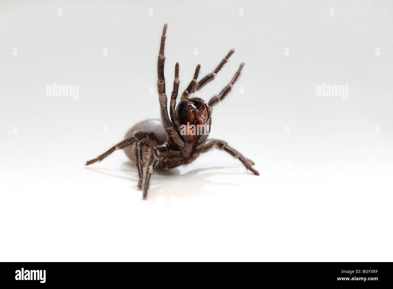 Deadly Funnel Web Spider Australia Stock Photo