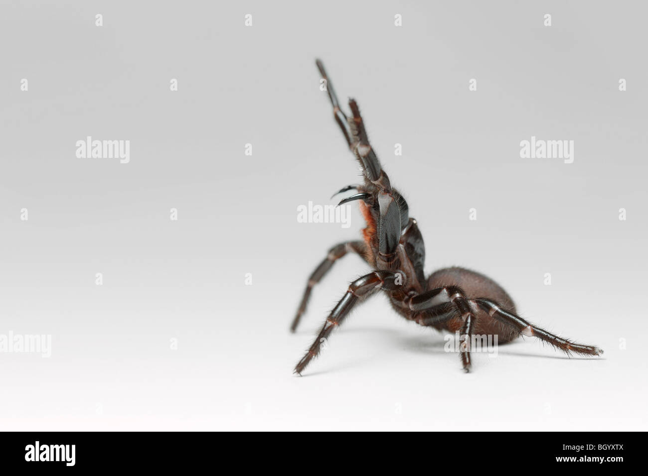 Deadly Funnel Web Spider Australia Stock Photo