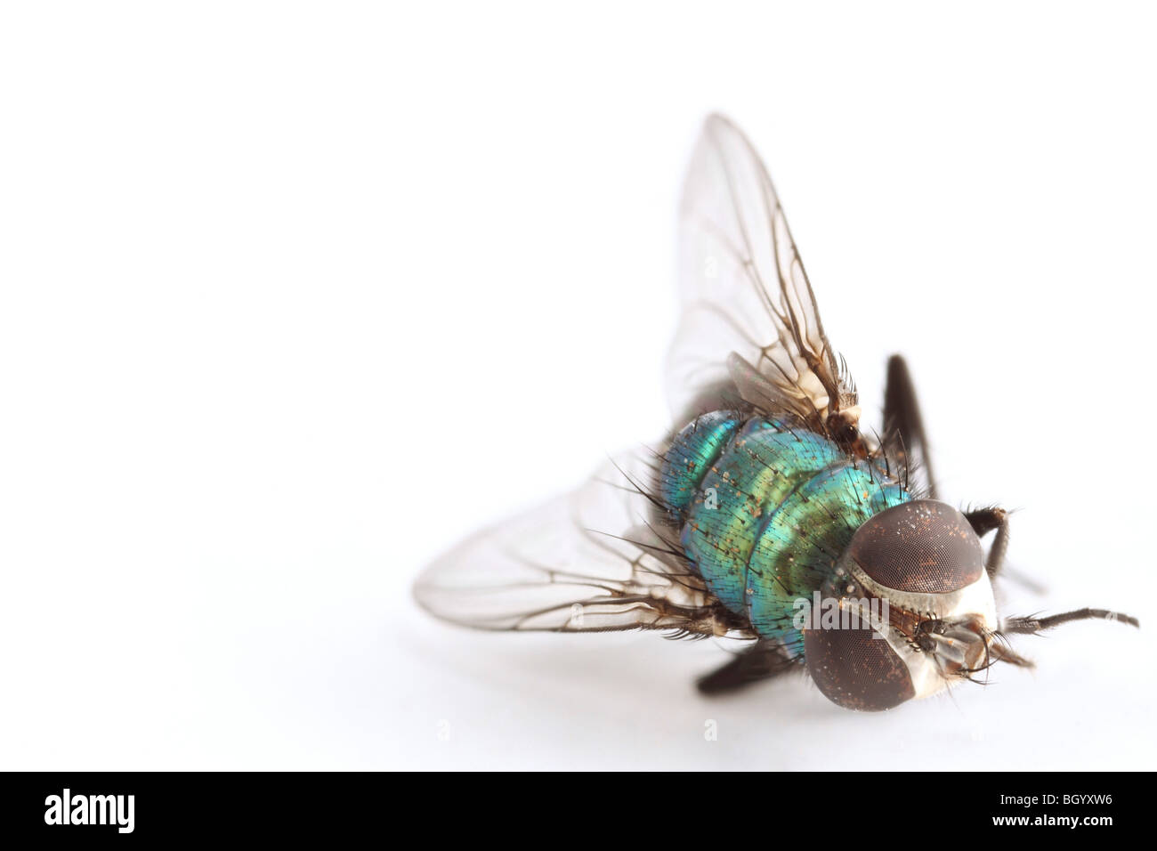 Dead blow fly Stock Photo