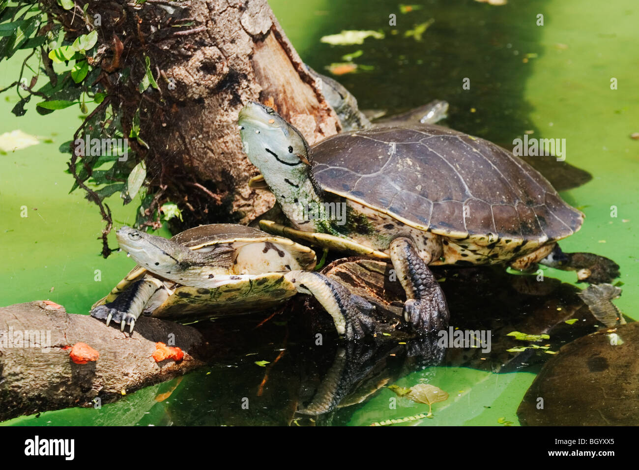 Hilaire's Side-necked Turtle ( Phrynops hilarii) Stock Photo