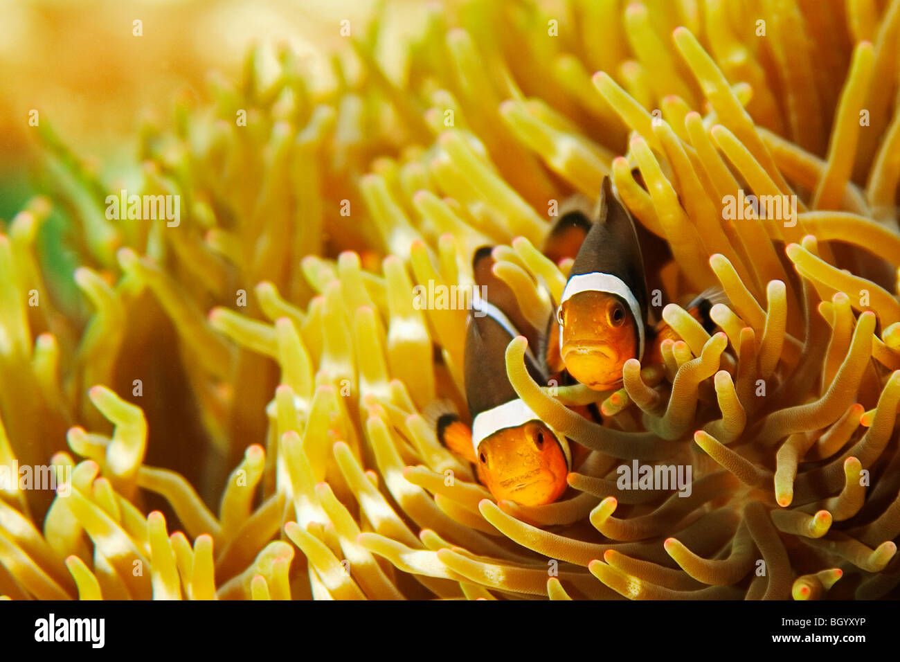 Clown Fish swimming in the protection of a Anemone Stock Photo