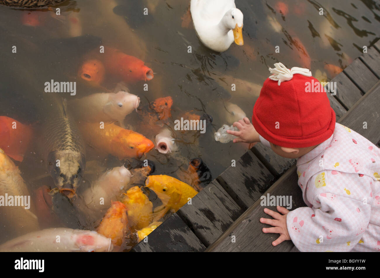 child giving fish food Stock Photo Alamy